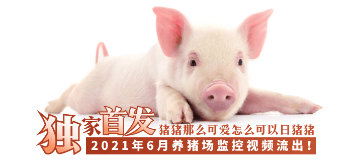 【独家首发】2021年6月养猪场监控视频流出！！！︱T